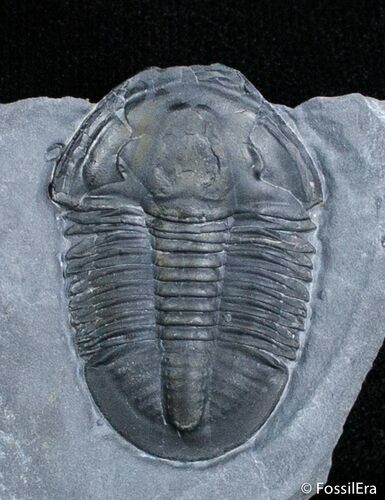 Gem Of A Little Asaphiscus Trilobite #2767